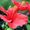 Photo of Aditi N.