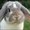 Photo of Thumper B.