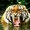 Photo of Tiger N.