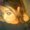 Photo of Krysten F.
