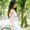 Photo of Akanksha M.