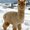 Photo of Alpaca A.