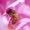 Photo of Peony T.