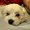 Photo of Lilo C.