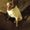 Photo of Kitten