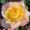 Photo of Hope S.