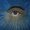 Photo of E T.
