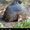 Photo of Lupine S.