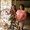 Photo of Ileana P.