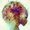 Photo of Iris S.
