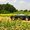 Photo of H. F.