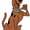 Photo of Scooby O.