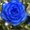 Photo of Blue R.