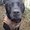 Photo of Dog C.