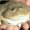 Photo of Fatlittlefrog D.