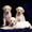 Photo of Xdoggie 3.
