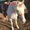 Photo of Pony T.