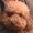 Photo of Cocomero M.
