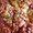 Photo of Food S.