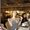 Photo of Qype User (totter…)