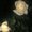 Photo of Marisol S.