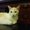 Photo of Alisha S.