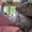 Photo of Cat M.