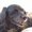 Photo of moosedog i.