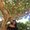 Photo of Sandhya R.