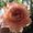 Photo of Rose G.