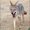Photo of Coyote S.