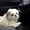 Photo of Beasly B.