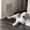 Photo of Miao L.