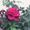 Photo of Rose T.