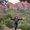 Photo of Roseanna L.
