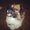 Photo of Halsey S.