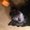 Photo of Calli R.