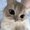 Photo of Celine N.