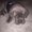Photo of Filly F.