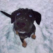 google avatar