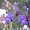 Photo of Iris S.