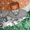 Photo of Ranjan P.