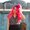 Photo of Ana S.