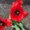 Photo of Ann N.