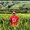 Photo of Ekawit S.