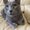 Photo of Blue K.