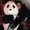 Photo of Chi S.