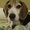 Photo of Hound W.