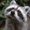 Photo of Racoon E.