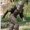 Photo of Bigfoot 2.